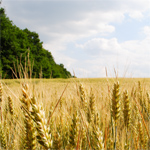 agriculture